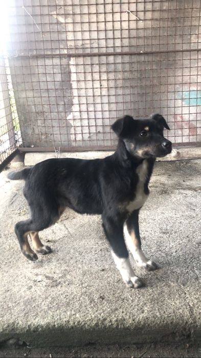 Віддам в добрі руки 2 дівчинки