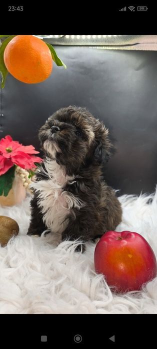 Мальтипу мальчик темный окрас