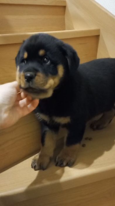 Щенки Породы Ротвейлер