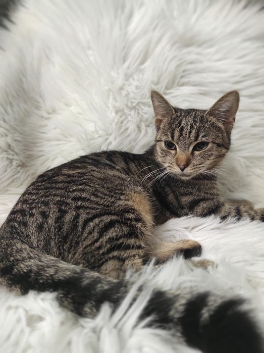 Oddam kotki w dobre ręce