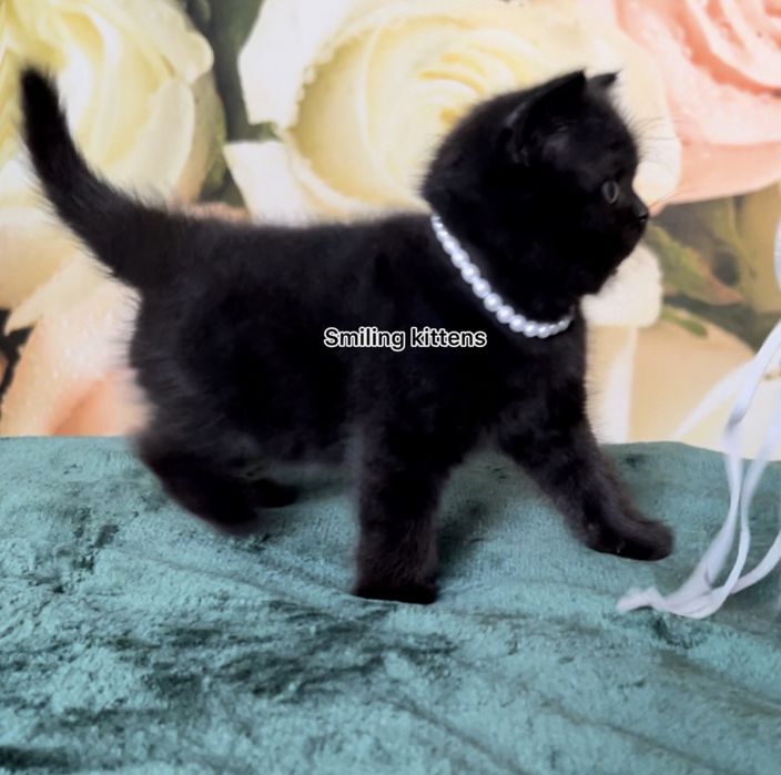 Дуже красиві чорні кошенята