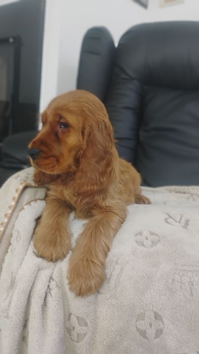 Sprzedam Cocker Spaniela