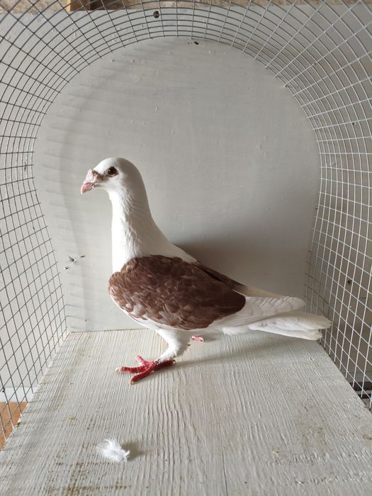 Gołębie staropolska samica