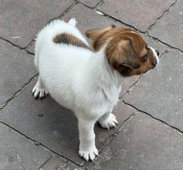 Jack Russel Terrier piesek