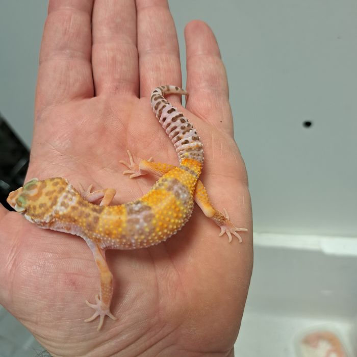 Gekon eublefar lamparci w GRUBY KOCUR Rzeszów