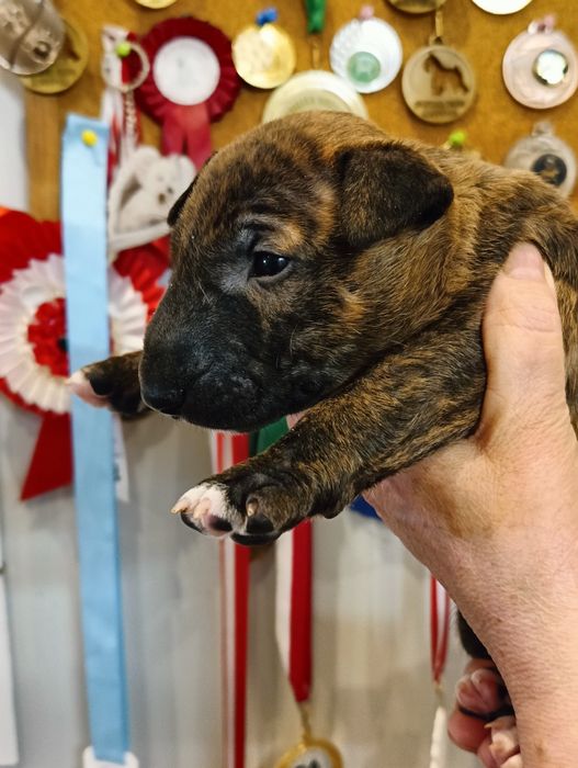 Bulterier Miniaturowy  ZKwP/FCI oddział Poznań