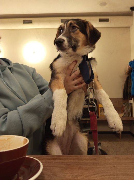 Отдам даром в добрые руки собаку метис бигля