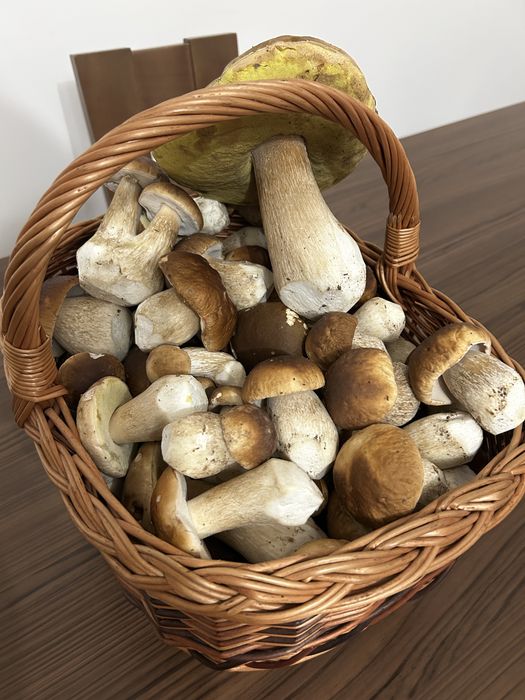 Borowik świeży grzyby