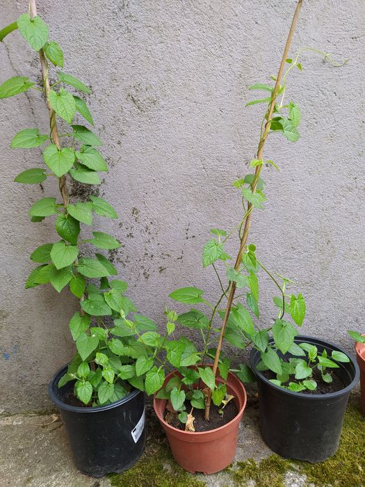 Suzana de olhos negros - Thunbergia alata