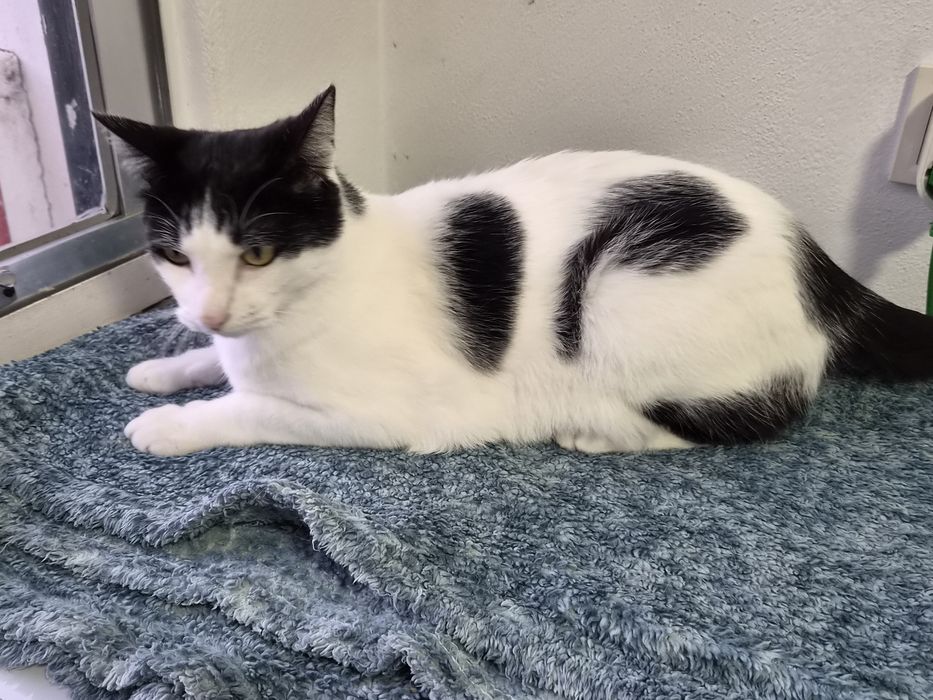 Gatinho para adoção