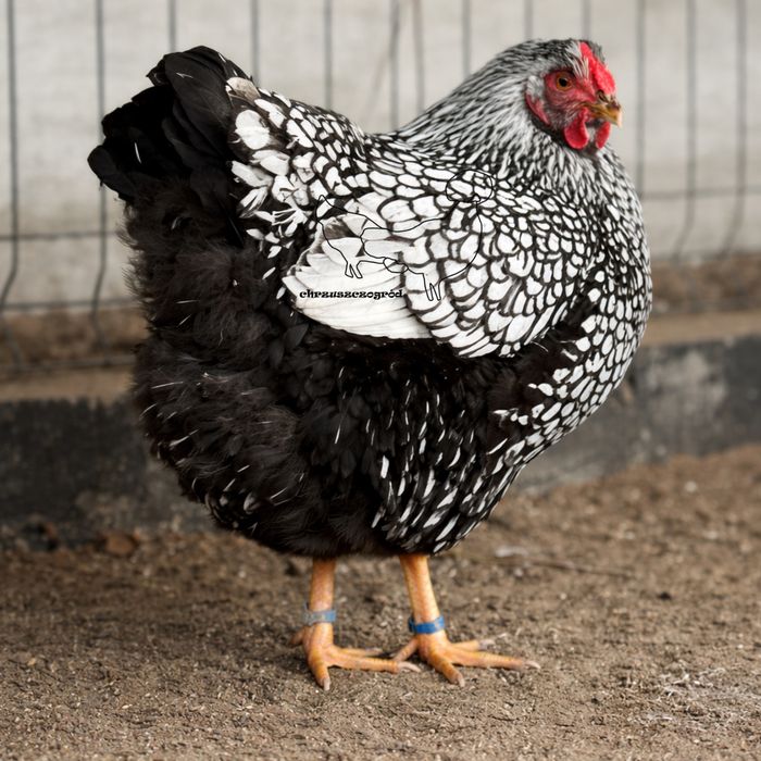 Koguty z wlasnego  lęgu