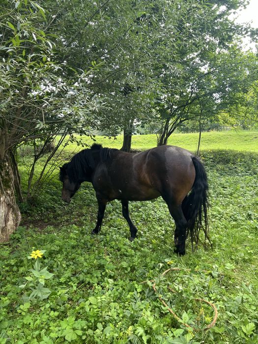 Продаю кобилу 5 років