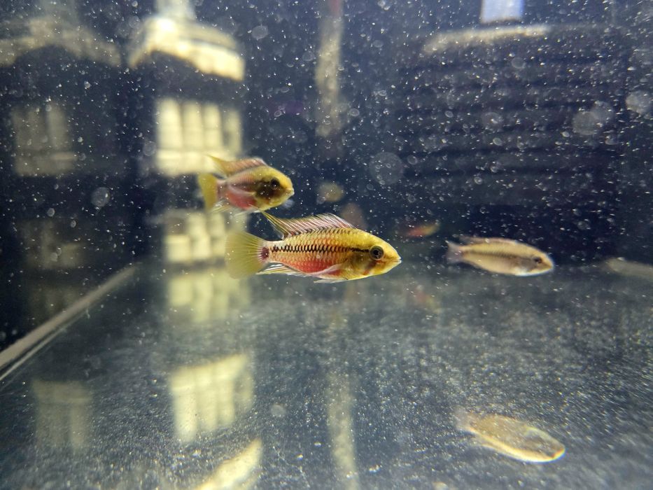 Pielęgniczka Apistogramma hongsloi (krasnopręga)