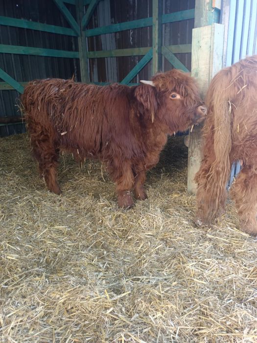 Byczek szkocki rasy Highland Cattle