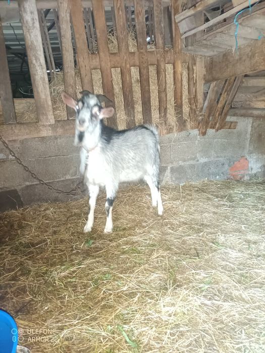 Vendo cabrito de um ano