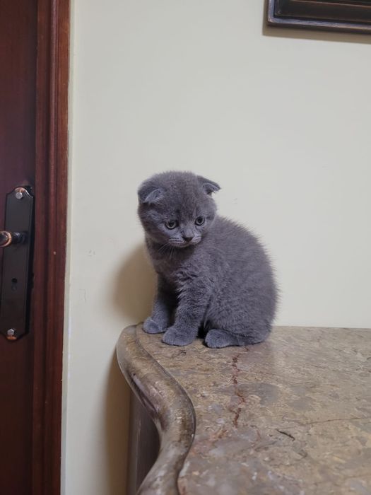 Scottish fold de boa linhagem