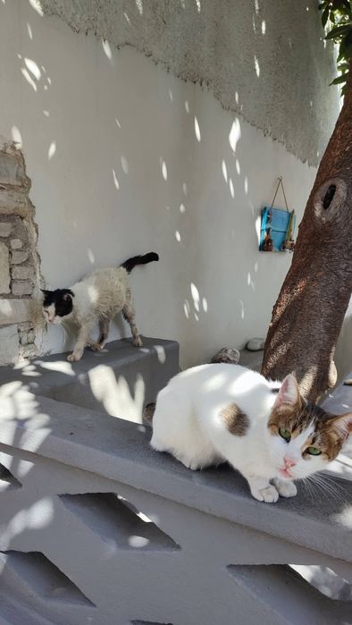 Greta do adopcji
