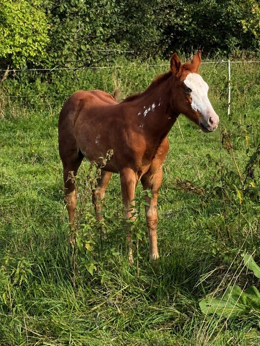 American Paint Horse ,  APH