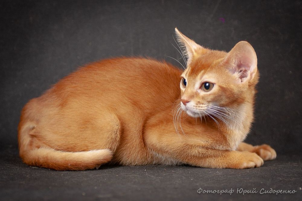 Кошеня дівчинка сорель окрас