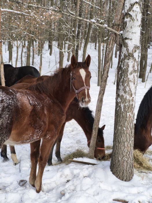 Sprzedam -Klaczka Śląska