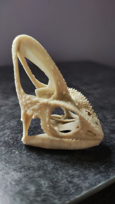 Czaszka kameleona druk 3d