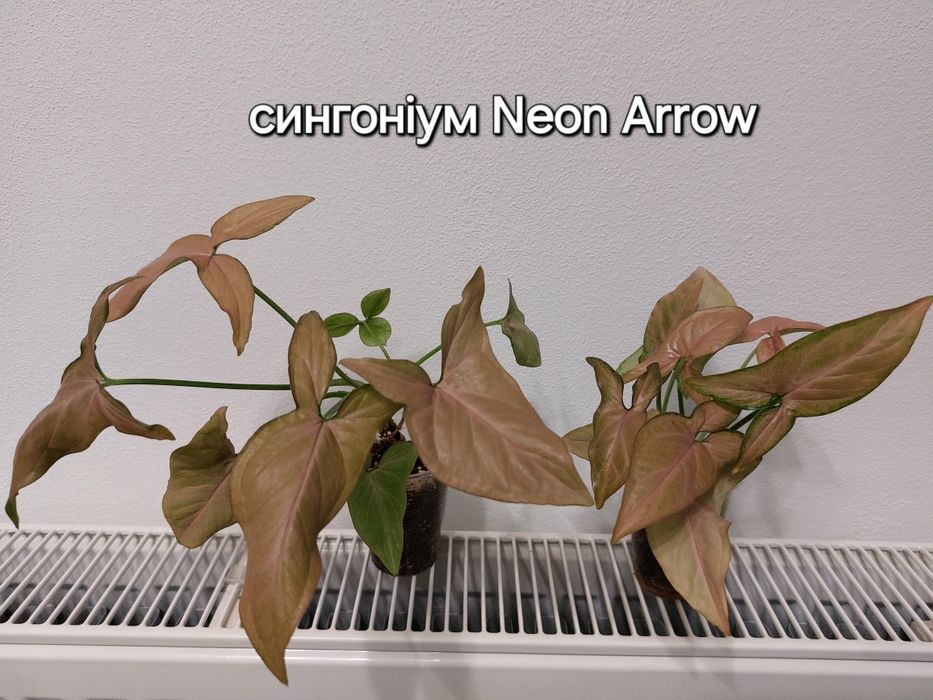 Сингоніум неон ерроу, неон пінк