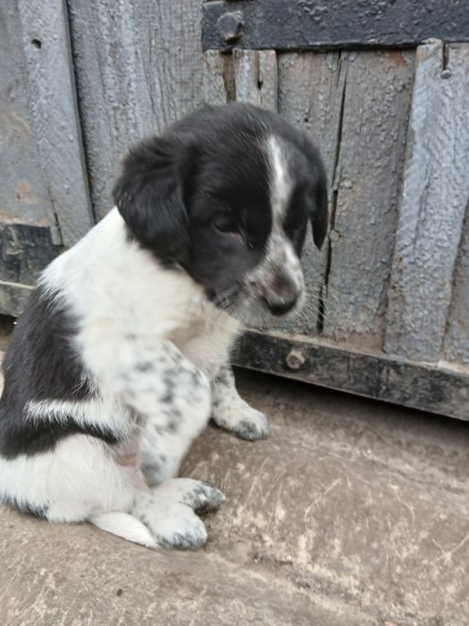 Собаки, цуценята, щенята