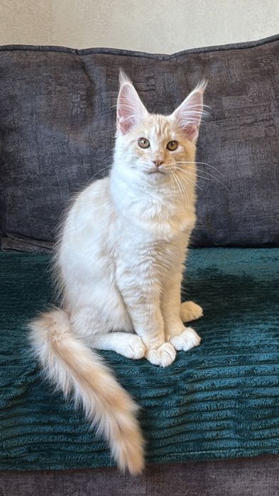 Кошеня Менй Кун хлопчик