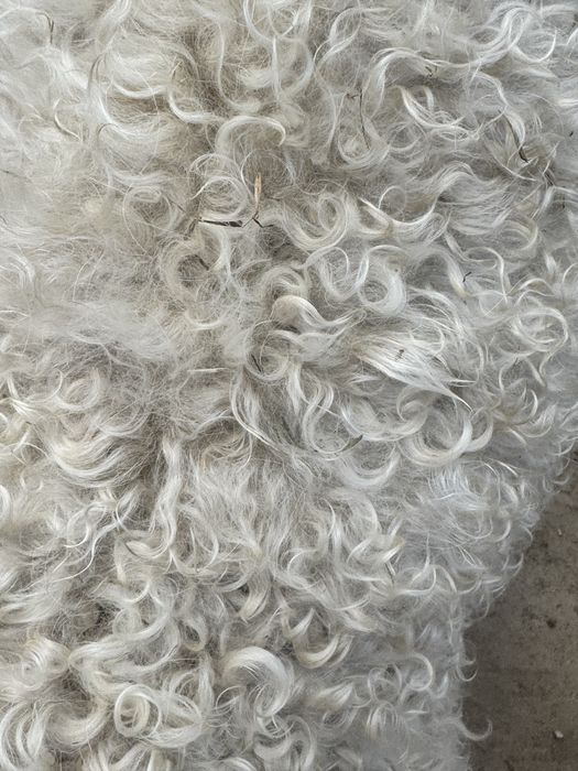 Runo kóz angorskich/