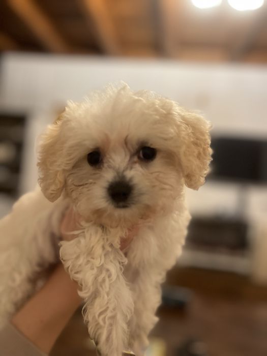 Maltipoo suczka F1