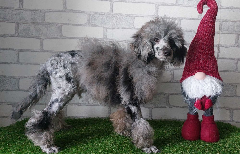 Пудель мраморный МЕРЛЕ мальчик