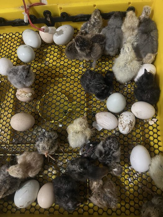 Курчата падуани ,амераукана