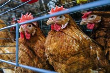 ІнкубацІйнІ яйця - ТЕТРА-Н