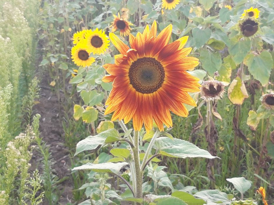 Słonecznik ozdobny na kwiat Cięty cena za 1 kg