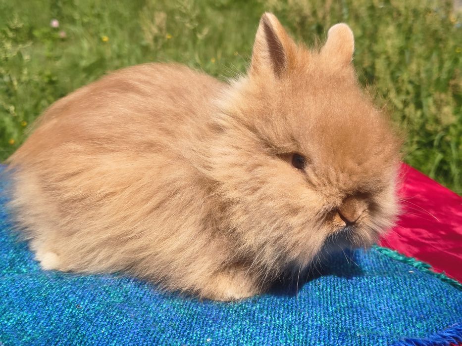 Karzełek Teddy/ puszysty / długowłosy