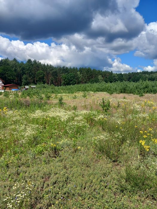 Działki siedliskowe w Borach Tucholskich