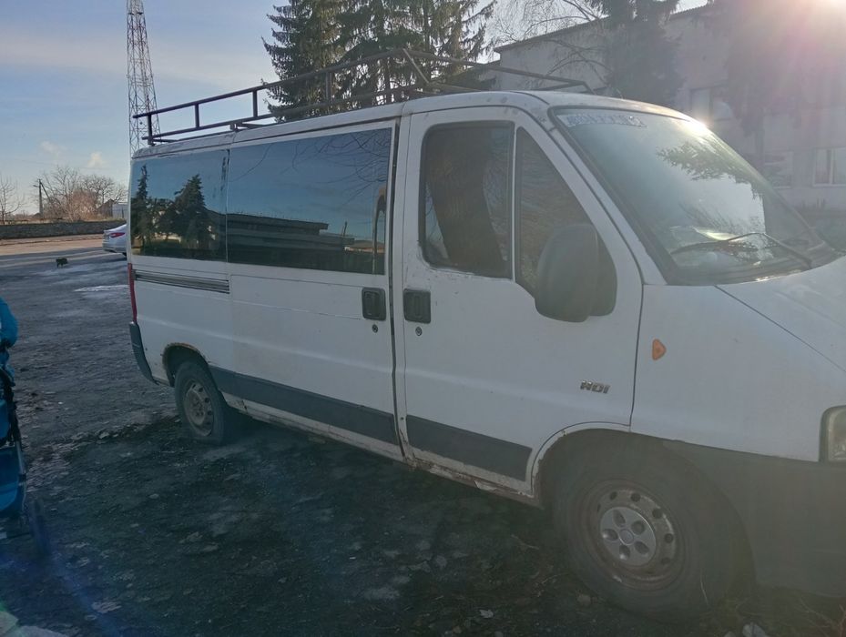 Продам пижо боксор