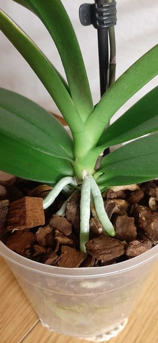 Фаленопсис орхидеи цветущие