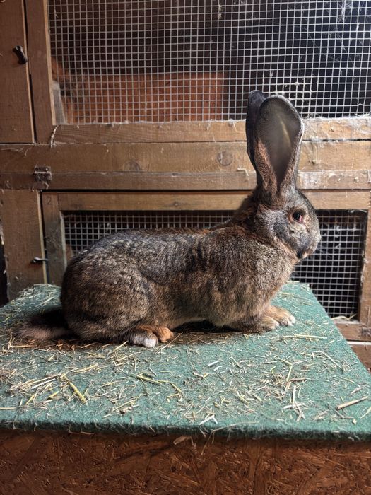Olbrzym belgijski samiec