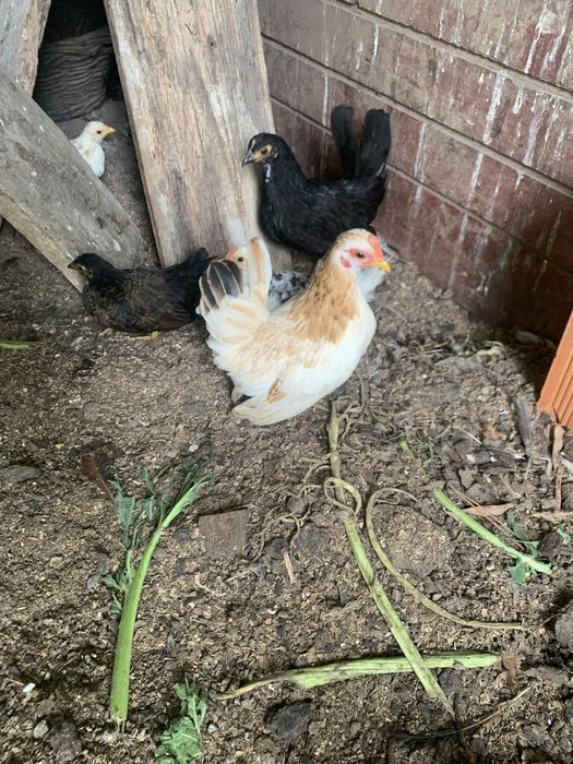 Mini serames aves doceis