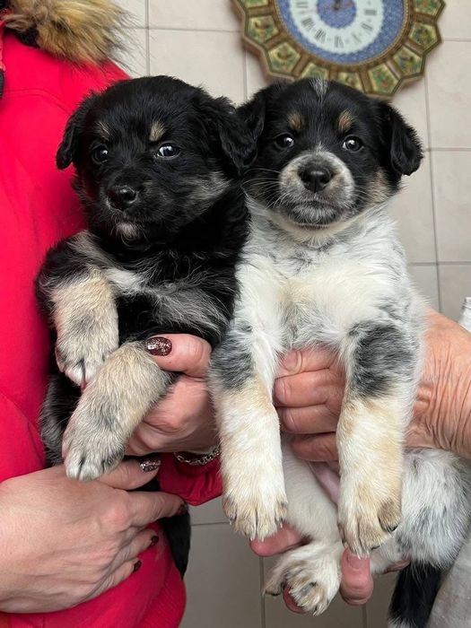 Щенята в добрі руки