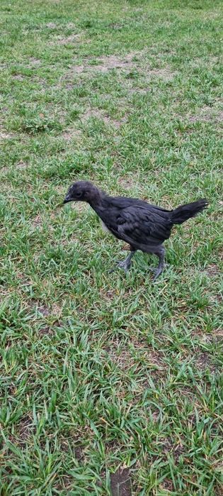 Ayam cemani - kurczaki oraz jaja lęgowe