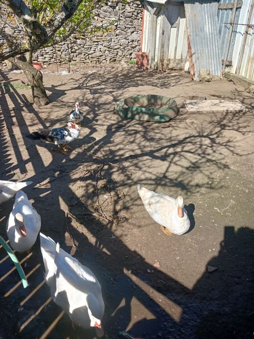 Peniche, patos caseiros.