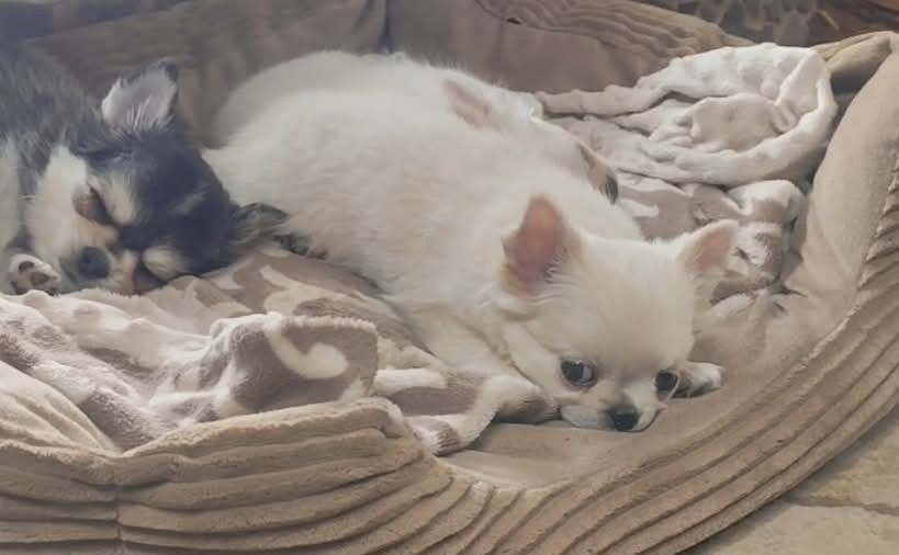 Chihuahua malutka laleczka suczka ZKWP FCI
