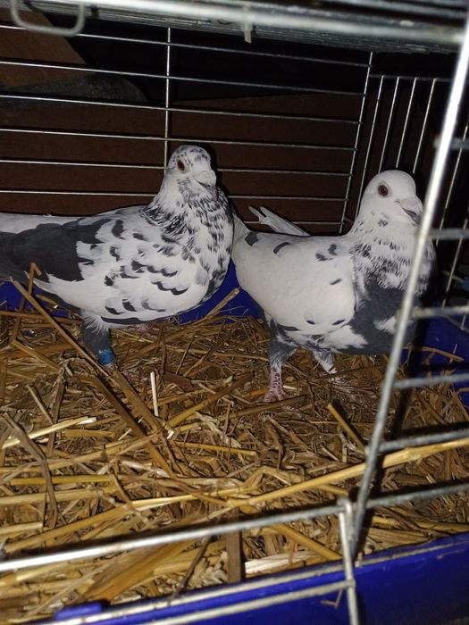 Gołębie pocztowe tygrysy