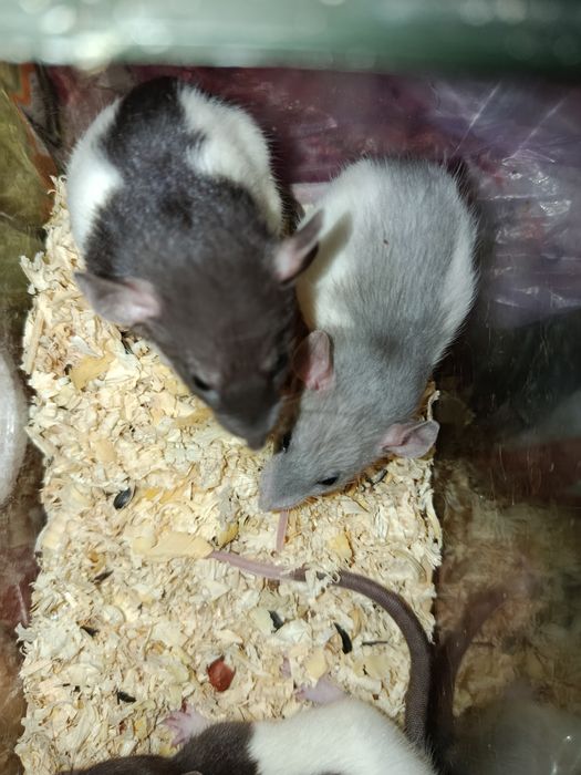 Продам маленьких пацюків (крисенята)