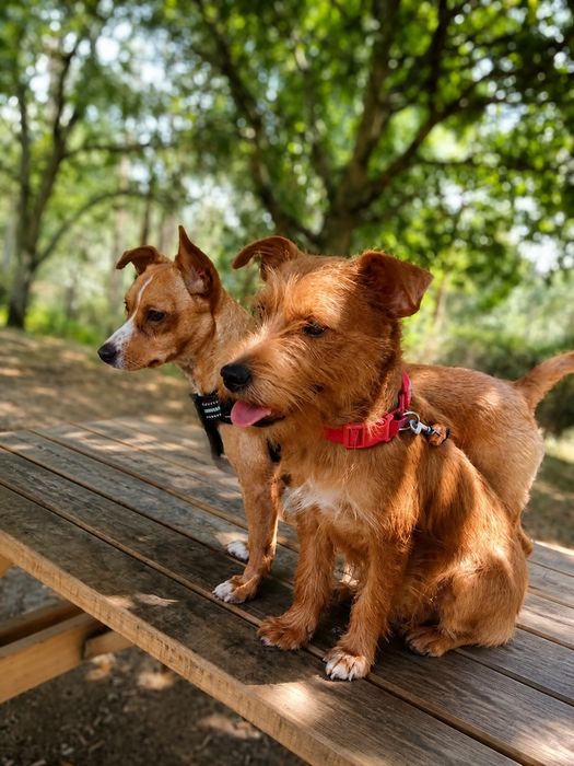Adoção cão e cadela porte pequeno