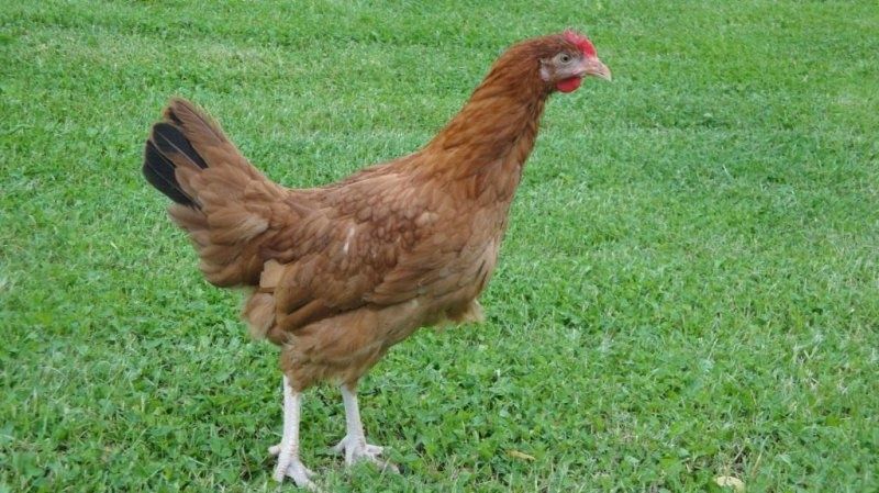 Kury nioski 7-mio tygodniowe - dowóz