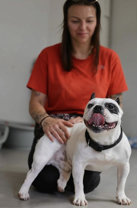 Do adopcji w typie buldog francuski