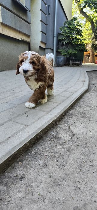 Cockapoo / Perfect